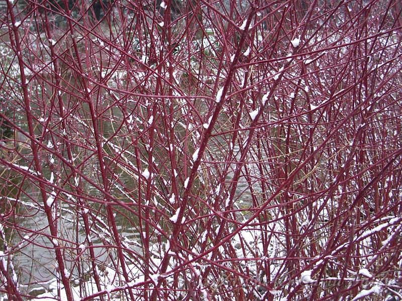 Red and white, Snow, Greenwich Park IMGP7577p.JPG